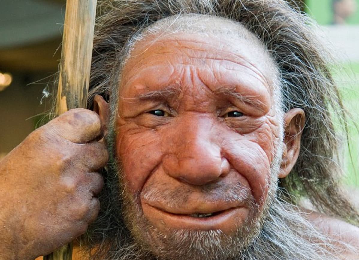 european neanderthal